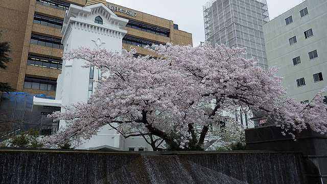 日本大通りに咲く桜がキレイでした♪